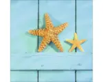 Hornbach Glasbild Seestern 20x20 cm GLA012