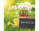 Hornbach Glasbild Sunshine 20x20 cm