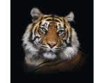 Hornbach Glasbild Tiger I 30x30 cm GLA1239