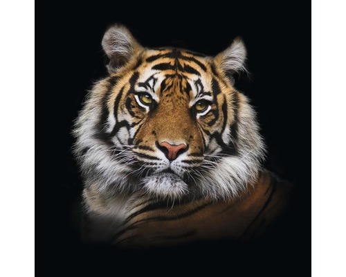 Glasbild Tiger I 20x20 cm GLA1239