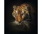 Hornbach Glasbild Tiger II 30x30 cm GLA1240