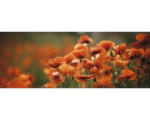 Hornbach Glasbild Orange Poppies I 30x80 cm