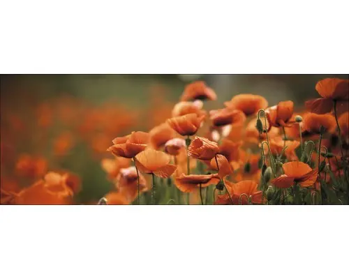Glasbild Orange Poppies I 30x80 cm