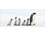 Hornbach Glasbild Penguin Family 30x80 cm