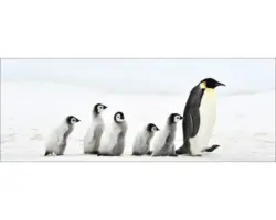 Glasbild Penguin Family 30x80 cm