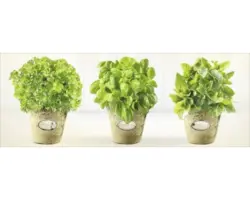 Glasbild Kräutergarten 30x80 cm