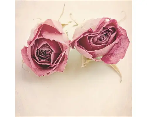 Glasbild Vintage Roses II 30x30 cm GLA937