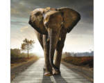Hornbach Glasbild Elephant 50x50 cm