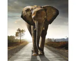 Glasbild Elephant 20x20 cm GLA979
