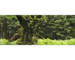 Hornbach Glasbild Oak Tree 30x80 cm