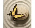 Hornbach Glasbild Butterfly I 30x30 cm