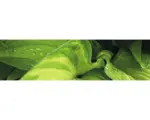 Hornbach Küchenrückwand mySpotti splash Rainforest 2200x600x0,2 mm
