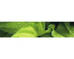 Hornbach Küchenrückwand mySpotti splash Rainforest 2800x600x0,2 mm