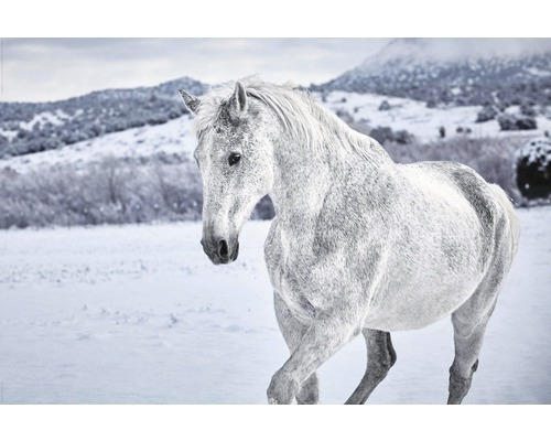 Poster White Horse 61x91,5 cm