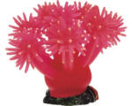 Hornbach Smiling Coral pink, small, 9 cm