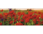 Hornbach Glasbild Summer Poppy Field 50x125 cm GLA885