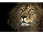 Hornbach Leinwandbild Proud Lion 80x116 cm