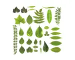 Hornbach Glasbild Different Leaves 20x20 cm GLA1802