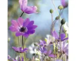 Hornbach Glasbild Purple Flowers I 20x20 cm GLA1811