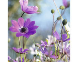 Glasbild Purple Flowers I 50x50 cm GLA1811