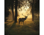 Hornbach Glasbild Deer & Sun 50x50 cm GLA1818