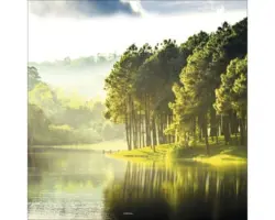 Glasbild Forest Atmosphere III 20x20 cm GLA1820