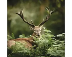 Glasbild Deer Between Plants 50x50 cm GLA1822