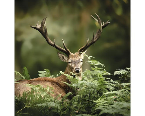 Glasbild Deer Between Plants 50x50 cm GLA1822