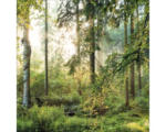 Hornbach Glasbild Forest 30x30 cm GLA1835