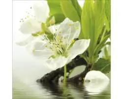 Glasbild Prime Of Life I 30x30 cm GLA1837