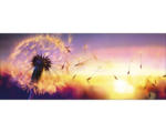 Hornbach Glasbild Dandelion 30x80 cm GLA1847