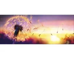 Glasbild Dandelion 50x125 cm GLA1847