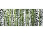 Hornbach Glasbild Tree Trunk Collection 30x80 cm GLA1850