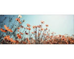 Hornbach Glasbild White & Red Flowers 50x125 cm GLA1860