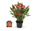 Hornbach Flamingoblume, Anthurie FloraSelf Anthurium andreanum 'Million Flowers' H 10-20 Ø 12 cm Topf rot