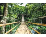 Hornbach Maxi Poster Jungle Bridge 61x91,5 cm