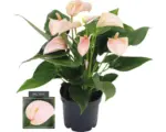 Hornbach Flamingoblume/ Anthurie FloraSelf Anthurium andreanum 'Joli Peach' H 20-30 cm Ø 12 cm Topf