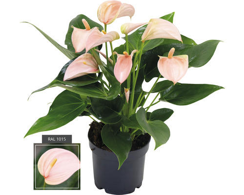 Flamingoblume/ Anthurie FloraSelf Anthurium andreanum 'Joli Peach' H 20-30 cm Ø 12 cm Topf