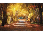Hornbach Fototapete Vlies 18315 Alley in the Autumn Park 7-tlg. 350 x 260 cm