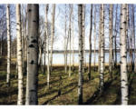 Hornbach Fototapete Vlies 18317 Finnish Forest of Birch Trees 7-tlg. 350 x 260 cm