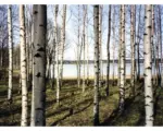Hornbach Fototapete Vlies 18317 Finnish Forest of Birch Trees 7-tlg. 350 x 260 cm
