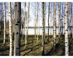 Fototapete Papier 97317 Finnish Forest of Birch Trees 7-tlg. 350 x 260 cm