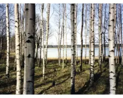 Fototapete Vlies 18317 Finnish Forest of Birch Trees 7-tlg. 350 x 260 cm
