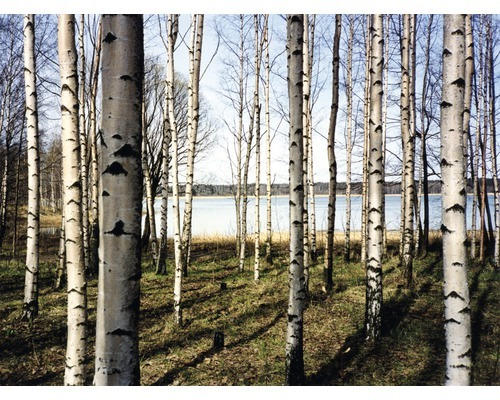 Fototapete Vlies 18317 Finnish Forest of Birch Trees 7-tlg. 350 x 260 cm