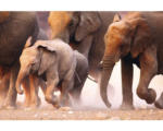 Hornbach Fototapete Vlies 18322 Elephant Herd 7-tlg. 350 x 260 cm