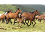 Hornbach Fototapete Vlies 18324 Wild Horses 7-tlg. 350 x 260 cm