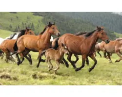 Fototapete Vlies 18324 Wild Horses 7-tlg. 350 x 260 cm