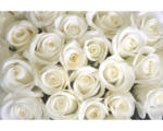 Hornbach Fototapete Papier 97326 White Roses 7-tlg. 350 x 260 cm