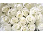 Hornbach Fototapete Vlies 18326 White Roses 7-tlg. 350 x 260 cm