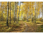 Hornbach Fototapete Vlies 18332 Autumn Forest Path 7-tlg. 350 x 260 cm